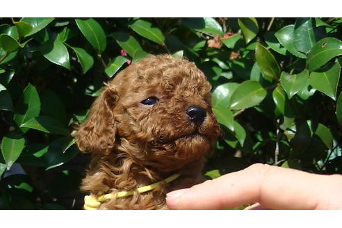 成約済の福岡県のティーカッププードル-89012の12枚目