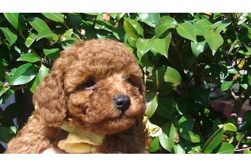 成約済の福岡県のタイニープードル-89017の11枚目