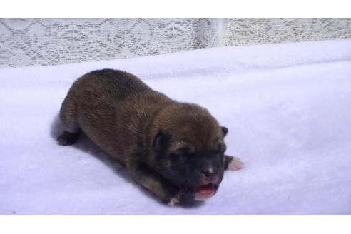 成約済の福岡県の豆柴-91097の9枚目