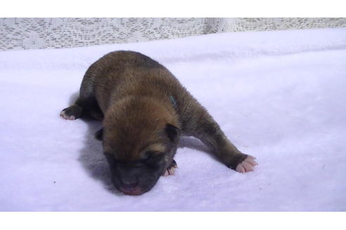 成約済の福岡県の豆柴-91097の8枚目