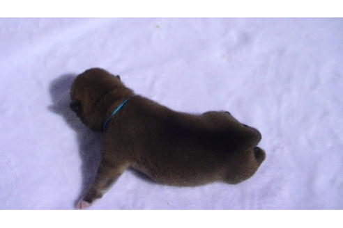 成約済の福岡県の豆柴-91097の7枚目