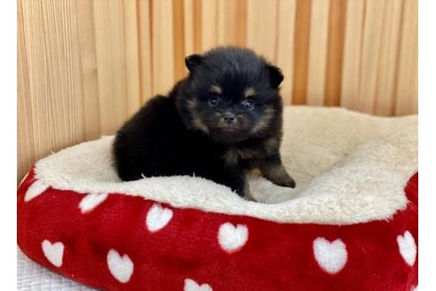 成約済の香川県のポメラニアン-91096