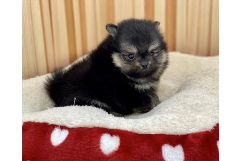 成約済の香川県のポメラニアン-90757