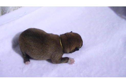 成約済の福岡県の豆柴-91098の8枚目