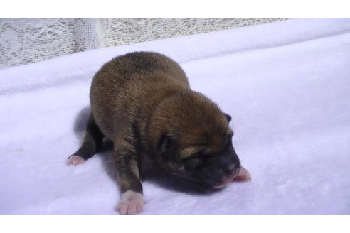 成約済の福岡県の豆柴-91098の7枚目