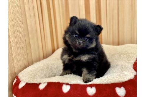 成約済の香川県のポメラニアン-91100の1枚目