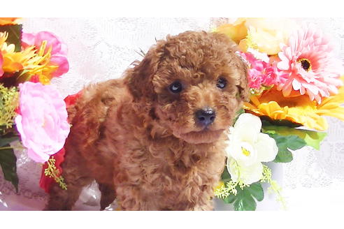 成約済の福岡県のタイニープードル-89017の10枚目