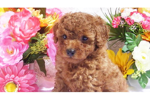 成約済の福岡県のタイニープードル-89017の9枚目