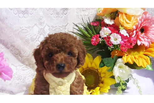 成約済の福岡県のタイニープードル-89017の8枚目