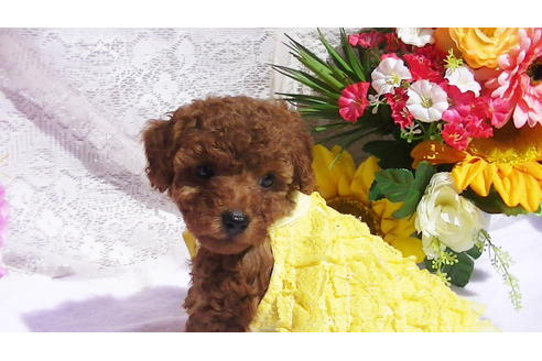 成約済の福岡県のタイニープードル-89017の7枚目