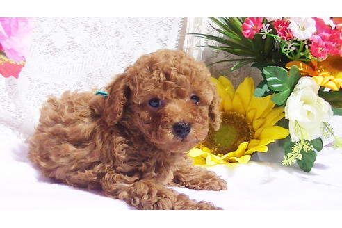 成約済の福岡県のタイニープードル-89013の16枚目