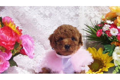 成約済の福岡県のタイニープードル-89013の15枚目