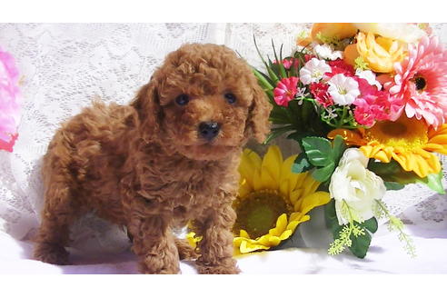 成約済の福岡県のタイニープードル-89013の14枚目