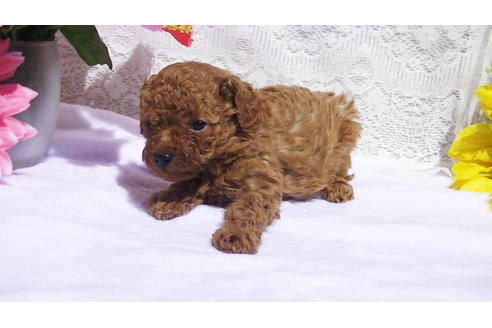 成約済の福岡県のティーカッププードル-89012の11枚目