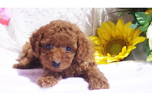 成約済の福岡県のタイニープードル-89016の6枚目