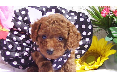 成約済の福岡県のタイニープードル-89016の5枚目