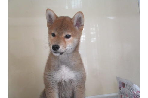 成約済の岡山県の柴犬-86729の1枚目