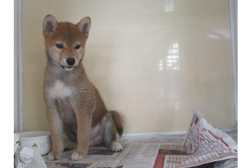 成約済の岡山県の柴犬-86729の3枚目