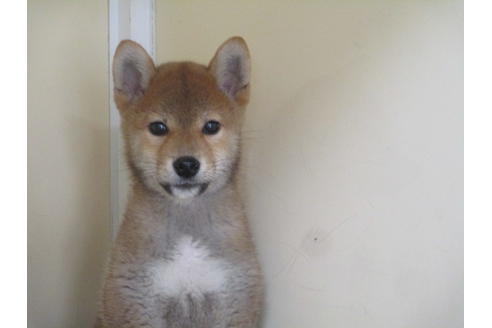 成約済の岡山県の柴犬-86729の2枚目