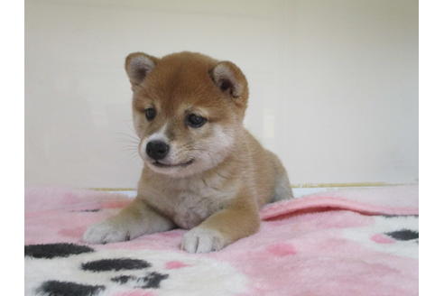 成約済の岡山県の豆柴-91110