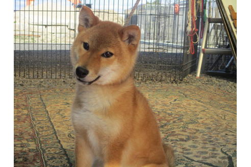 成約済の岡山県の柴犬-84329の4枚目