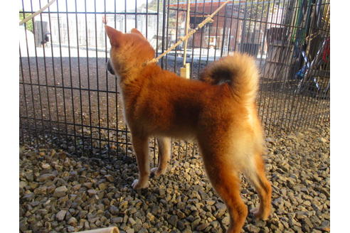 成約済の岡山県の柴犬-84329の3枚目