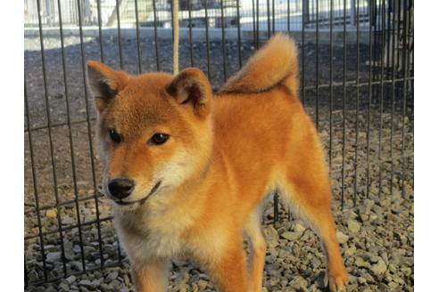成約済の岡山県の柴犬-84329の2枚目