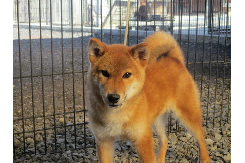 成約済の岡山県の柴犬-84329の1枚目