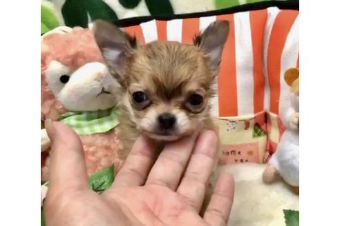 成約済の大阪府のチワワ(ロングコート)-91129の2枚目