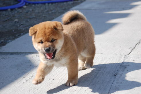 成約済の埼玉県の柴犬-89086の5枚目