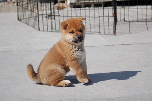 成約済の埼玉県の柴犬-89086の4枚目