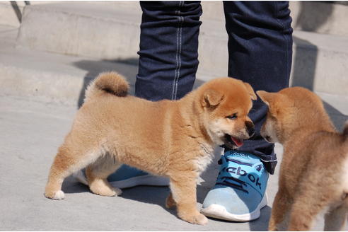 成約済の埼玉県の柴犬-89086の1枚目