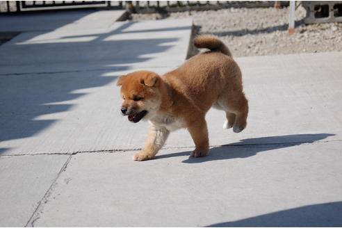 成約済の埼玉県の柴犬-89086の3枚目