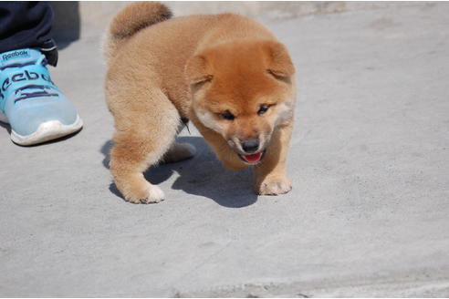 成約済の埼玉県の柴犬-89086の2枚目