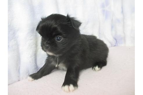 成約済の熊本県のミックス犬-91026の5枚目