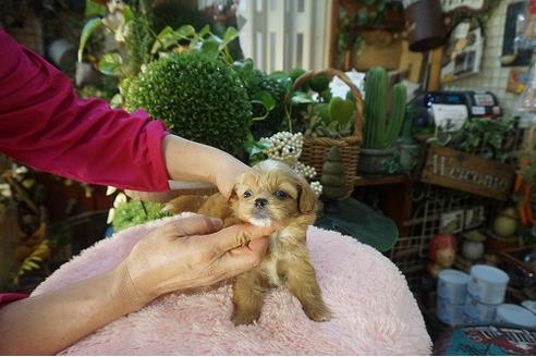 成約済の京都府のミックス犬-90647の3枚目