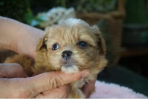 成約済の京都府のミックス犬-90647の2枚目