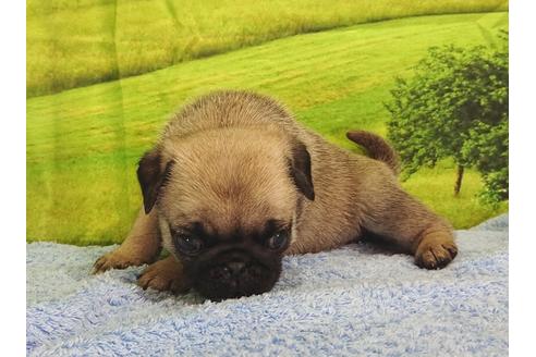 成約済の茨城県のパグ-89181の1枚目