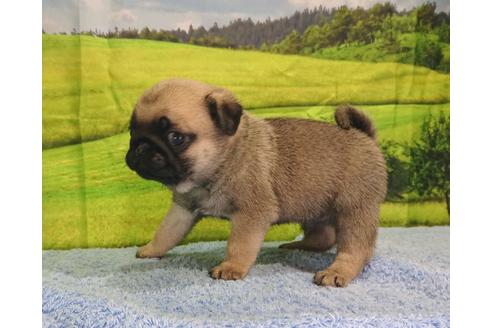 成約済の茨城県のパグ-89180の1枚目