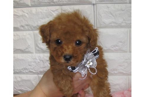 成約済の茨城県のトイプードル-91254の1枚目