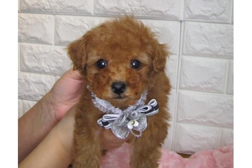 成約済の茨城県のトイプードル-91254の3枚目