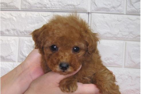 成約済の茨城県のトイプードル-91254の2枚目