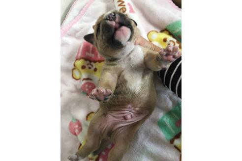 成約済の佐賀県のアメリカンピットブルテリア-88034の7枚目