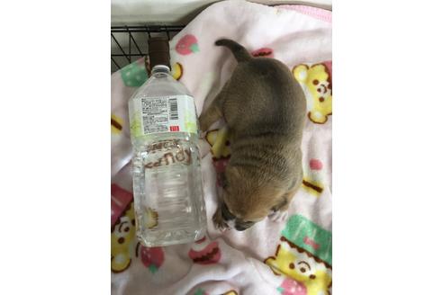 成約済の佐賀県のアメリカンピットブルテリア-88034の3枚目