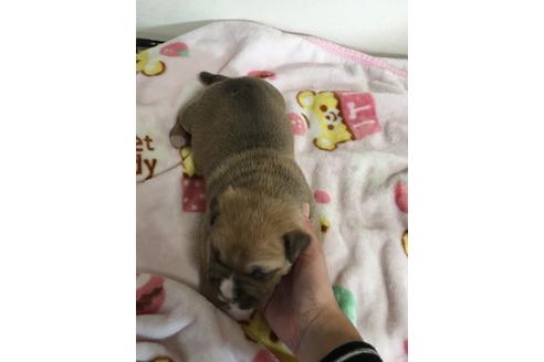 成約済の佐賀県のアメリカンピットブルテリア-88034の4枚目