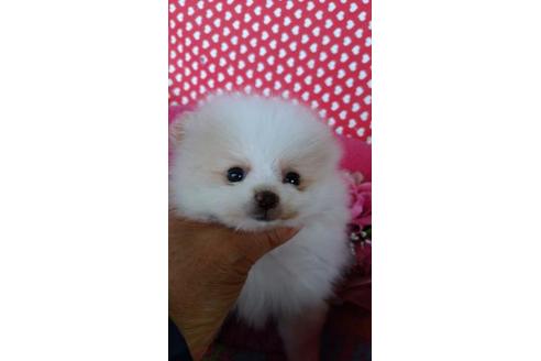 成約済の鹿児島県のポメラニアン-91270の2枚目