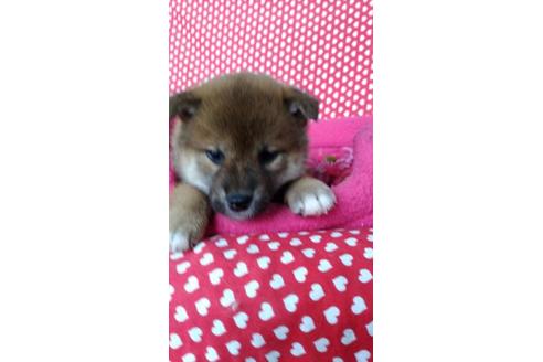成約済の鹿児島県の柴犬-91273の1枚目