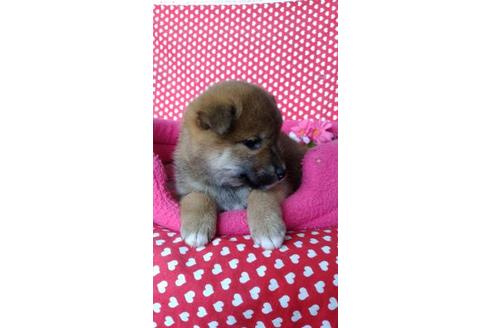 成約済の鹿児島県の柴犬-91273の3枚目