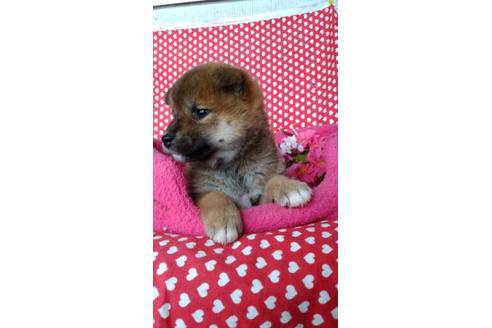 成約済の鹿児島県の柴犬-91273の2枚目