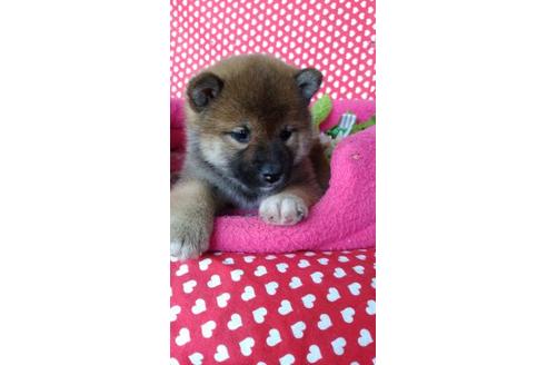 成約済の鹿児島県の柴犬-91274の1枚目